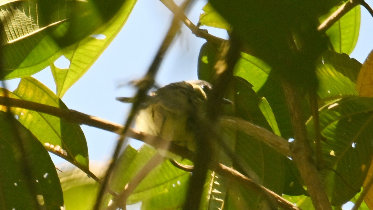 Pipromorphe à tête grise - ML646047682