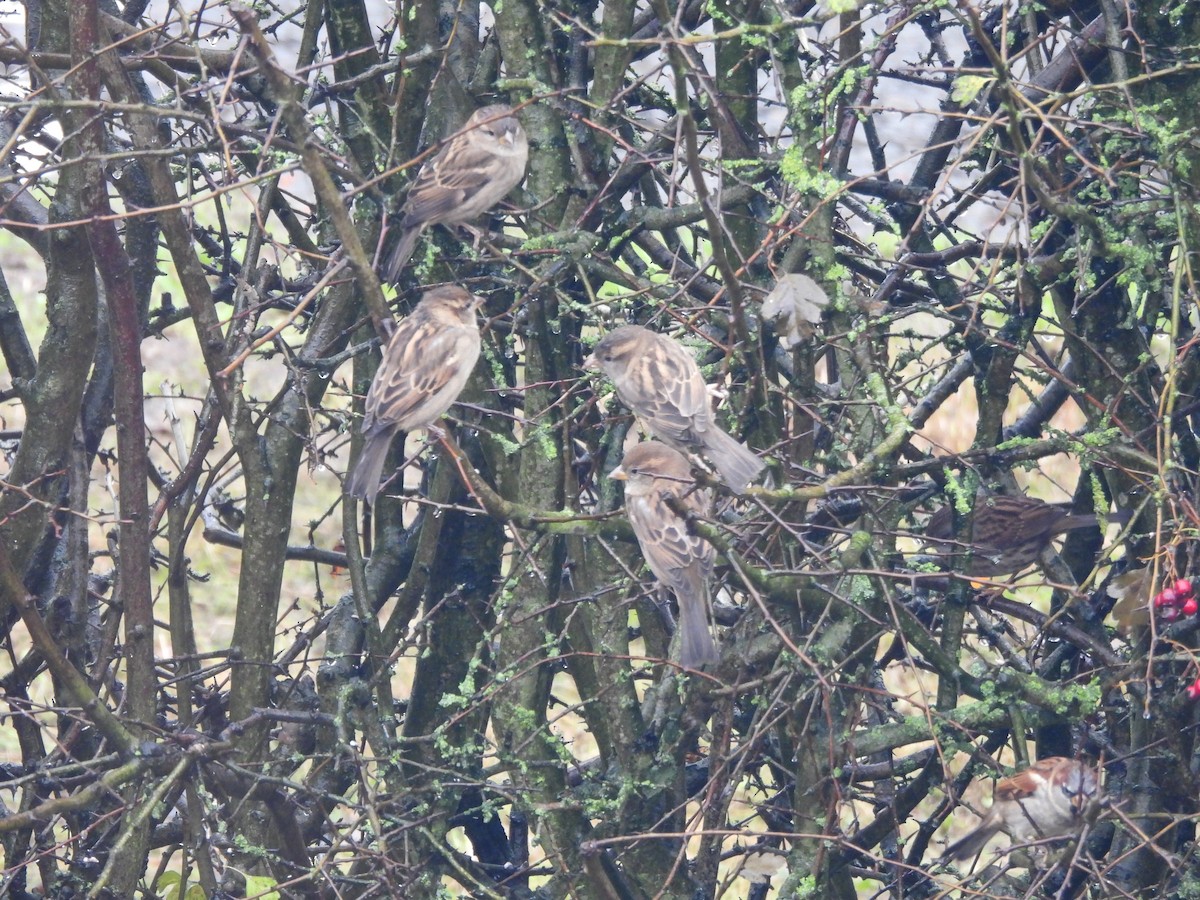 House Sparrow - ML646047684