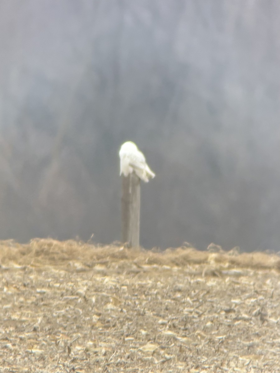 Harfang des neiges - ML646047685