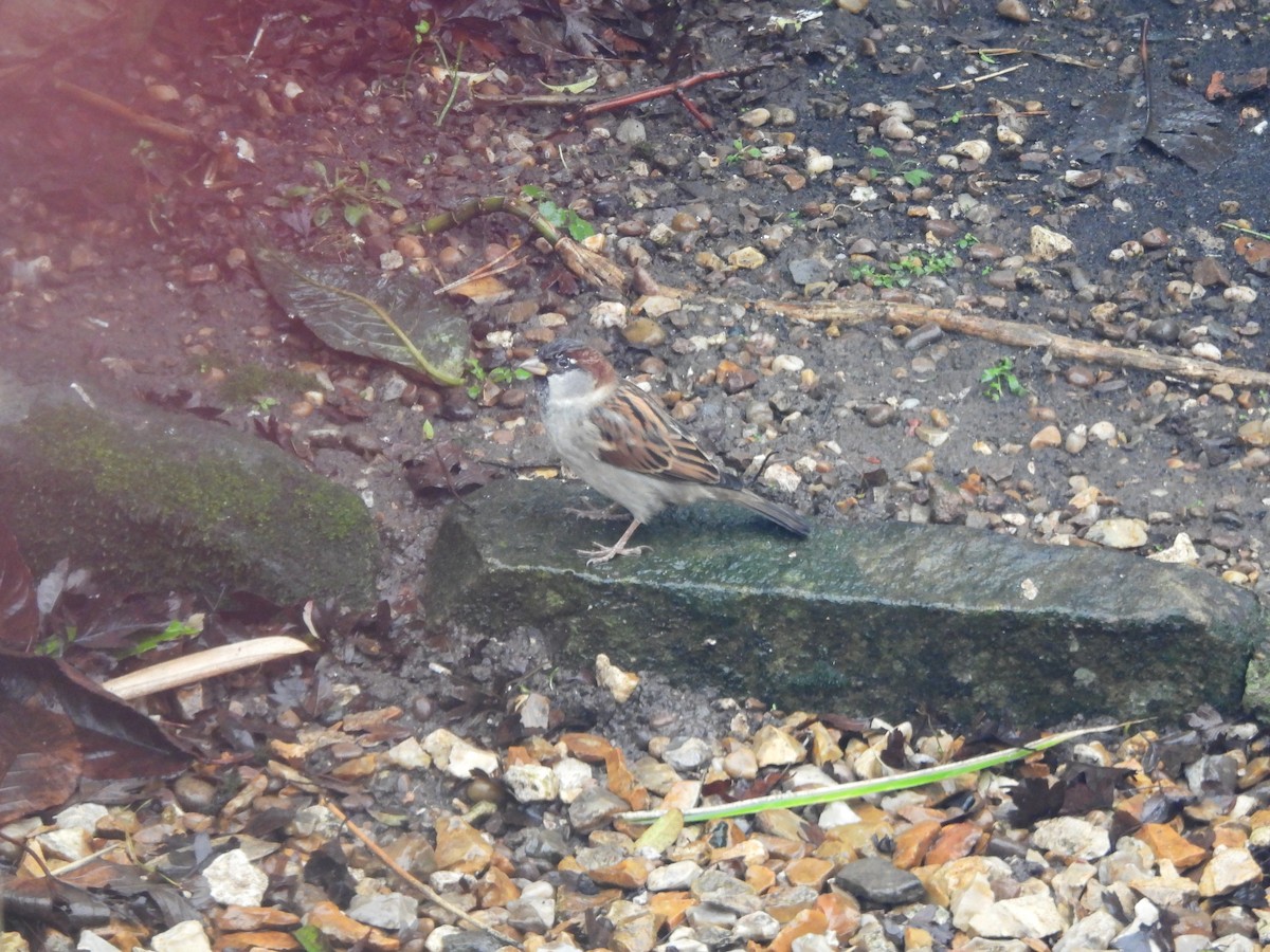 House Sparrow - ML646047690