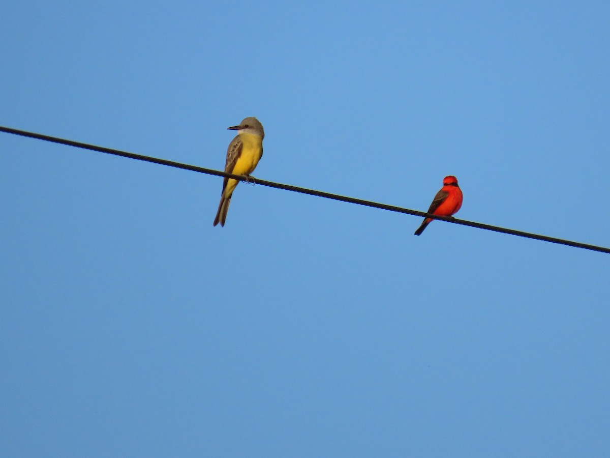 Tropical Kingbird - ML646047700