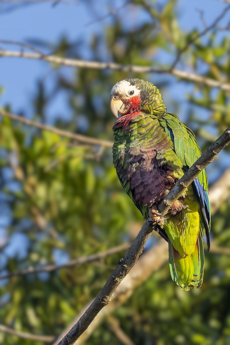 Amazone de Cuba (leucocephala) - ML646047702