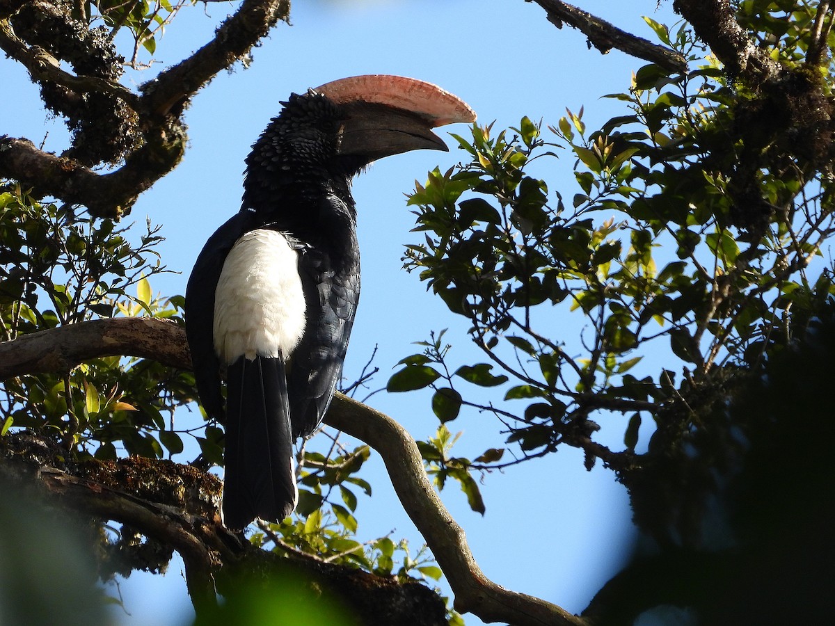 Silvery-cheeked Hornbill - ML646047704