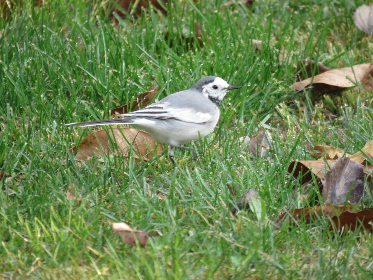 White Wagtail (White-faced) - ML646047706