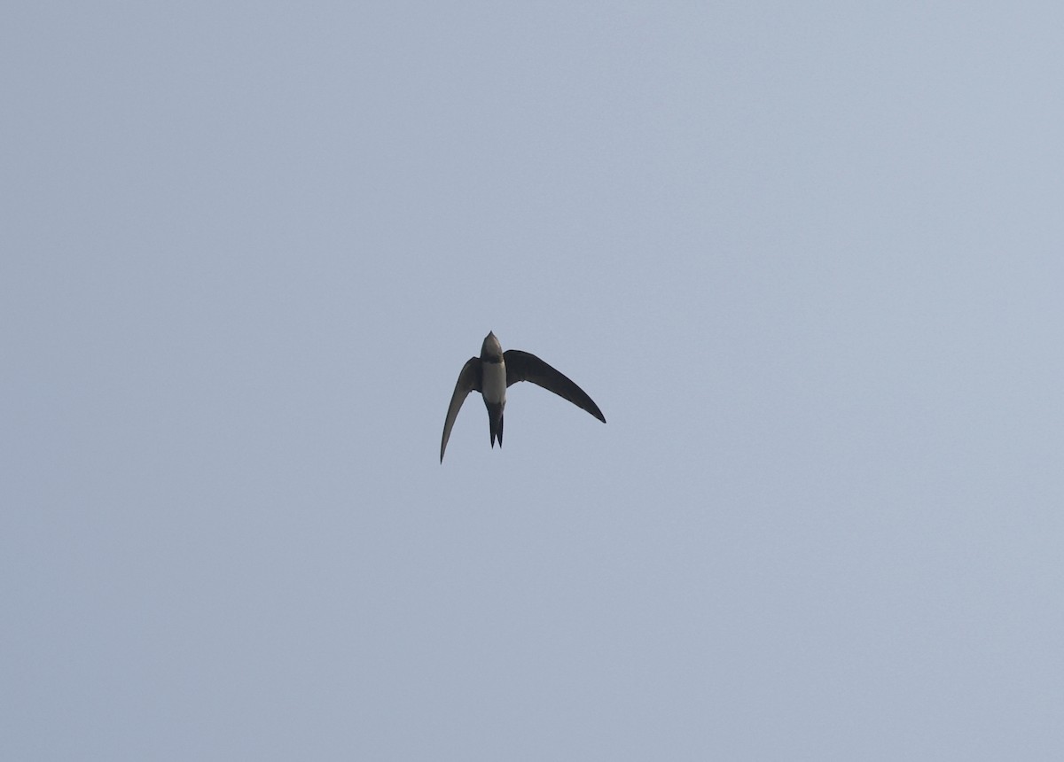 rorýs velký - ML646047713