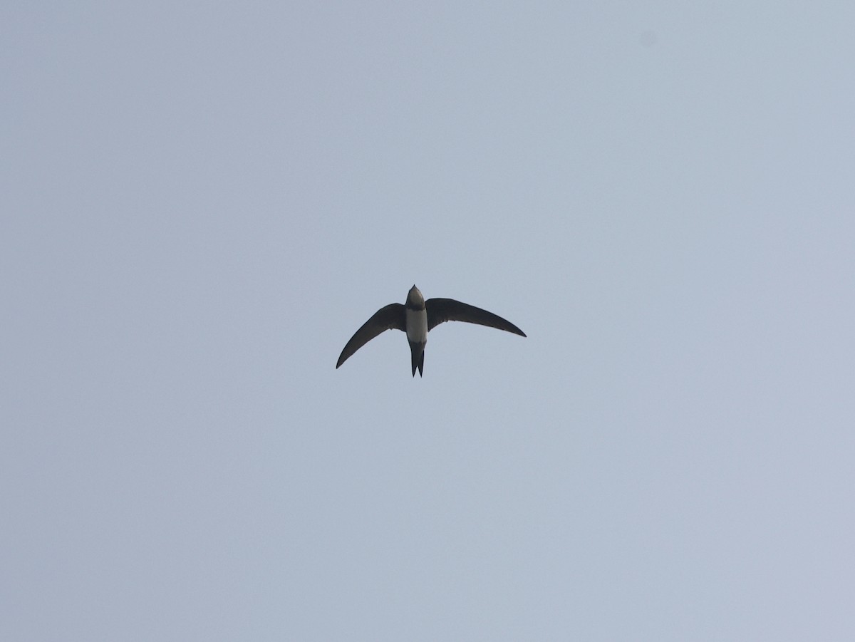 rorýs velký - ML646047714