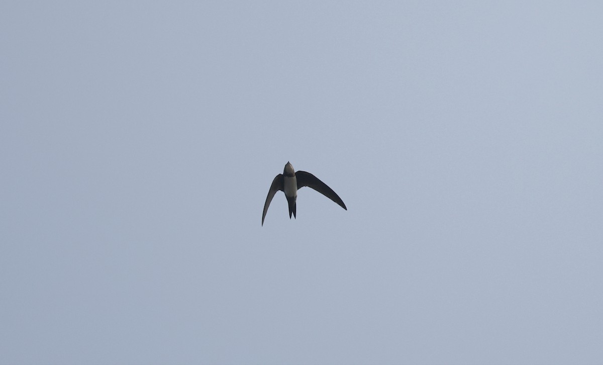 rorýs velký - ML646047715