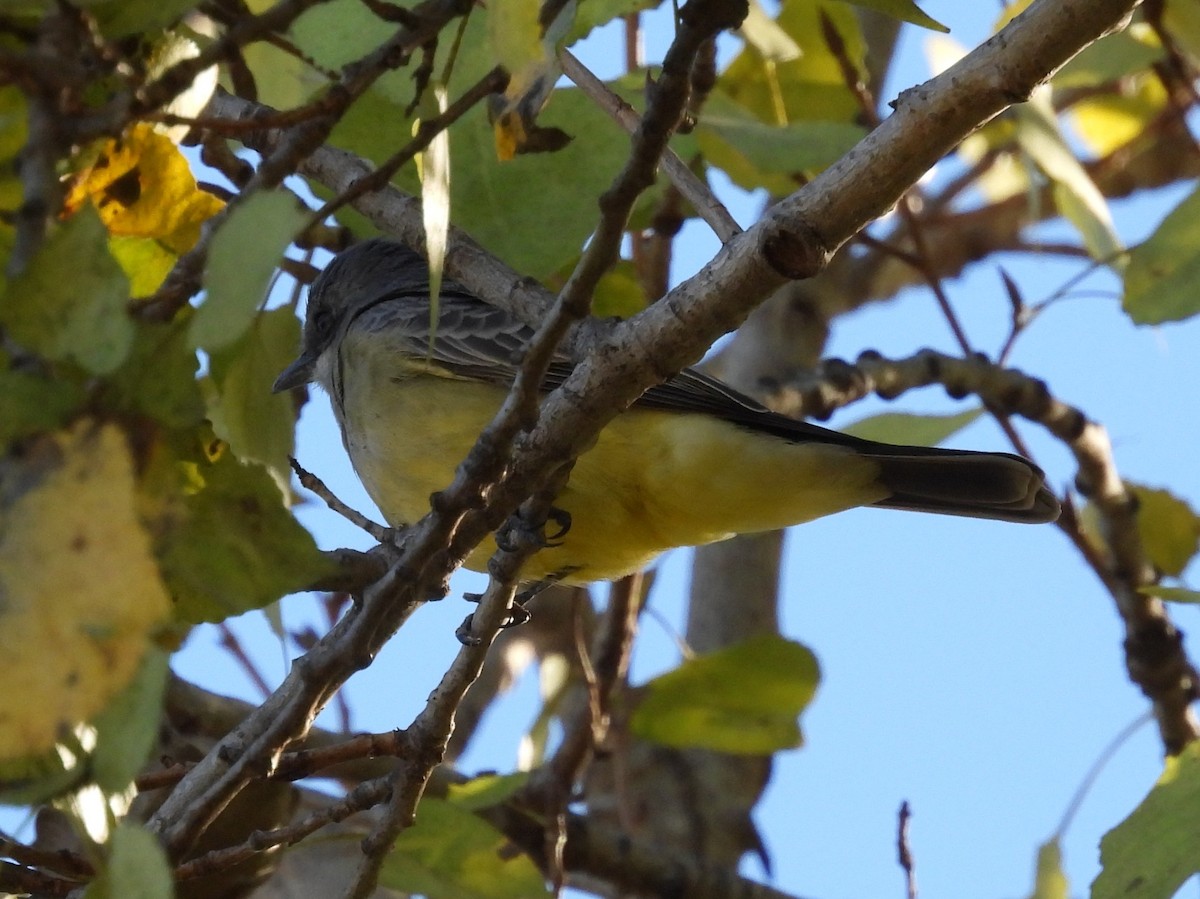 Cassin's Kingbird - ML646047717