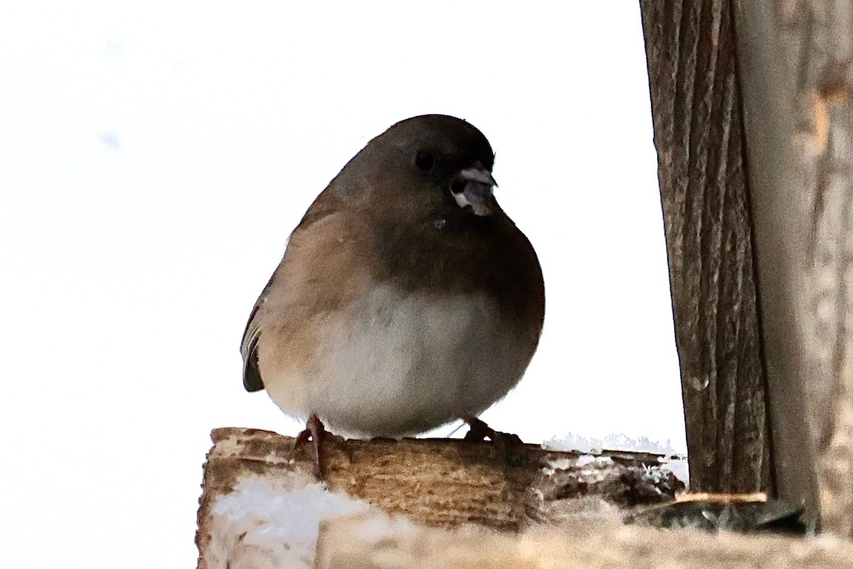 Dark-eyed Junco - ML646047719