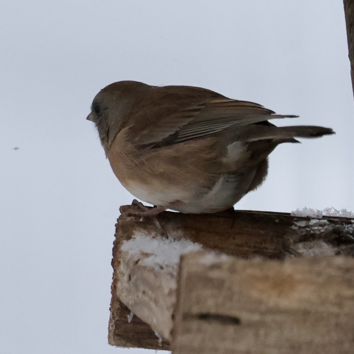 Dark-eyed Junco - ML646047720