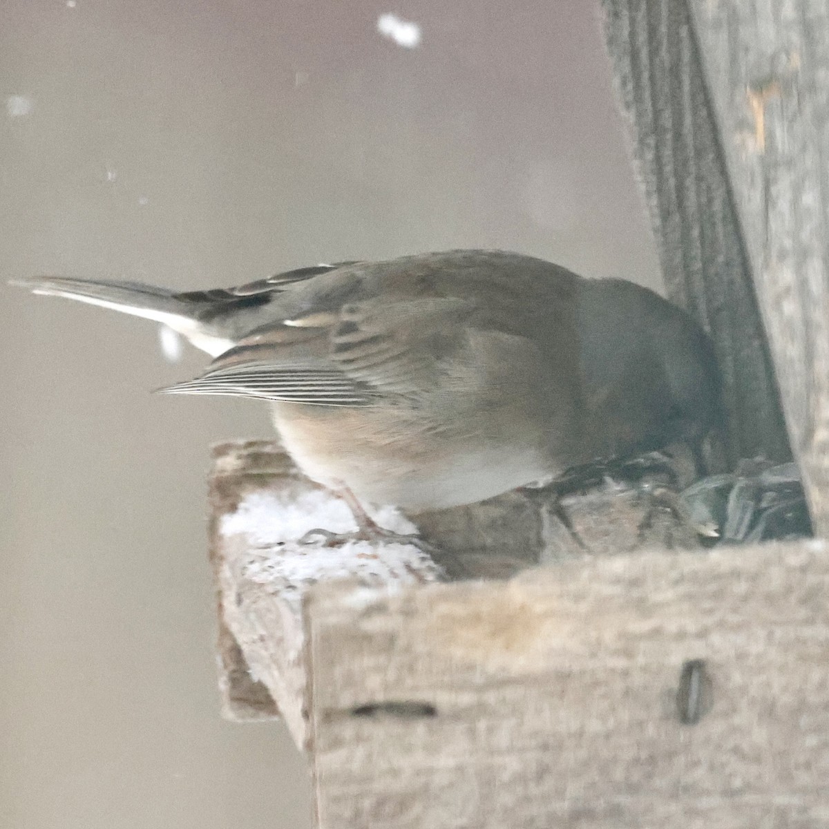 Dark-eyed Junco - ML646047721