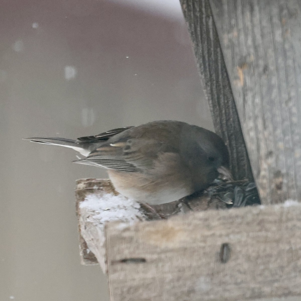 Dark-eyed Junco - ML646047722