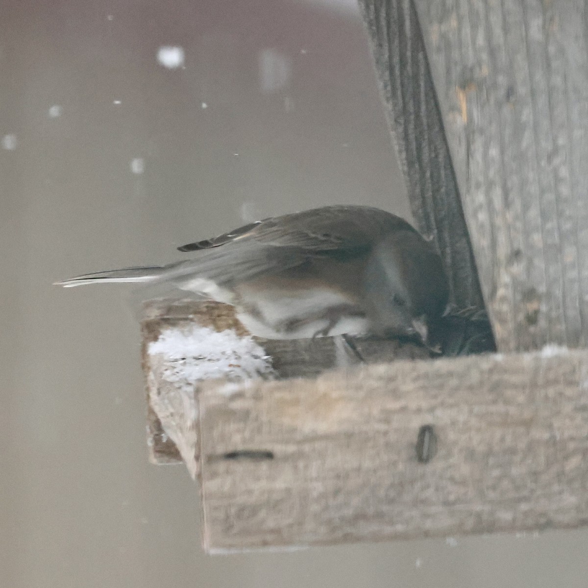 Dark-eyed Junco - ML646047723