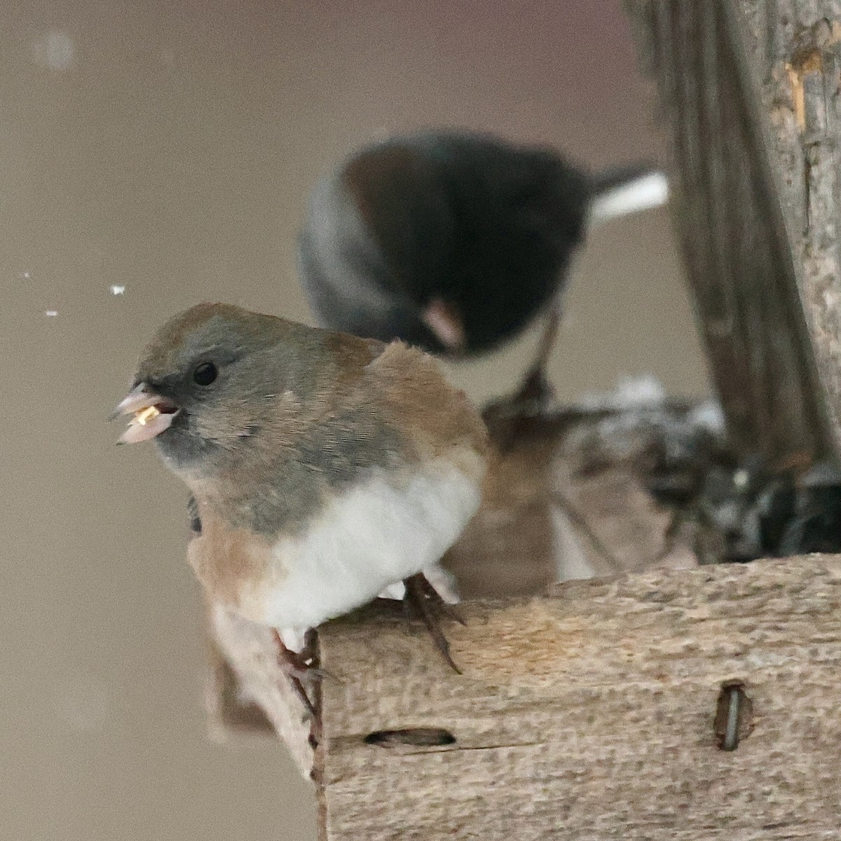 Dark-eyed Junco - ML646047724