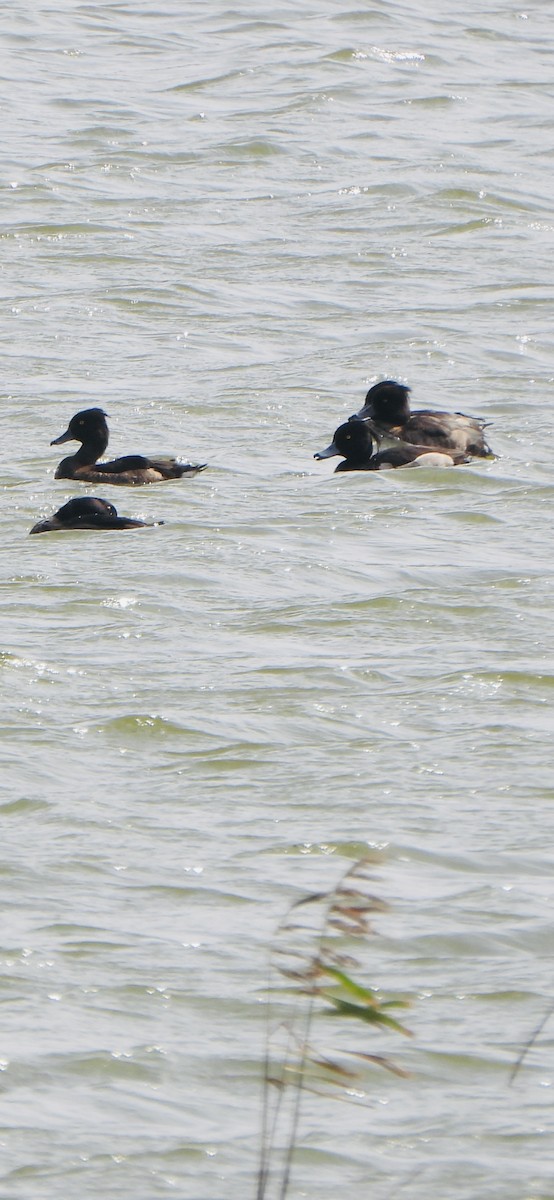Tufted Duck - ML646047725