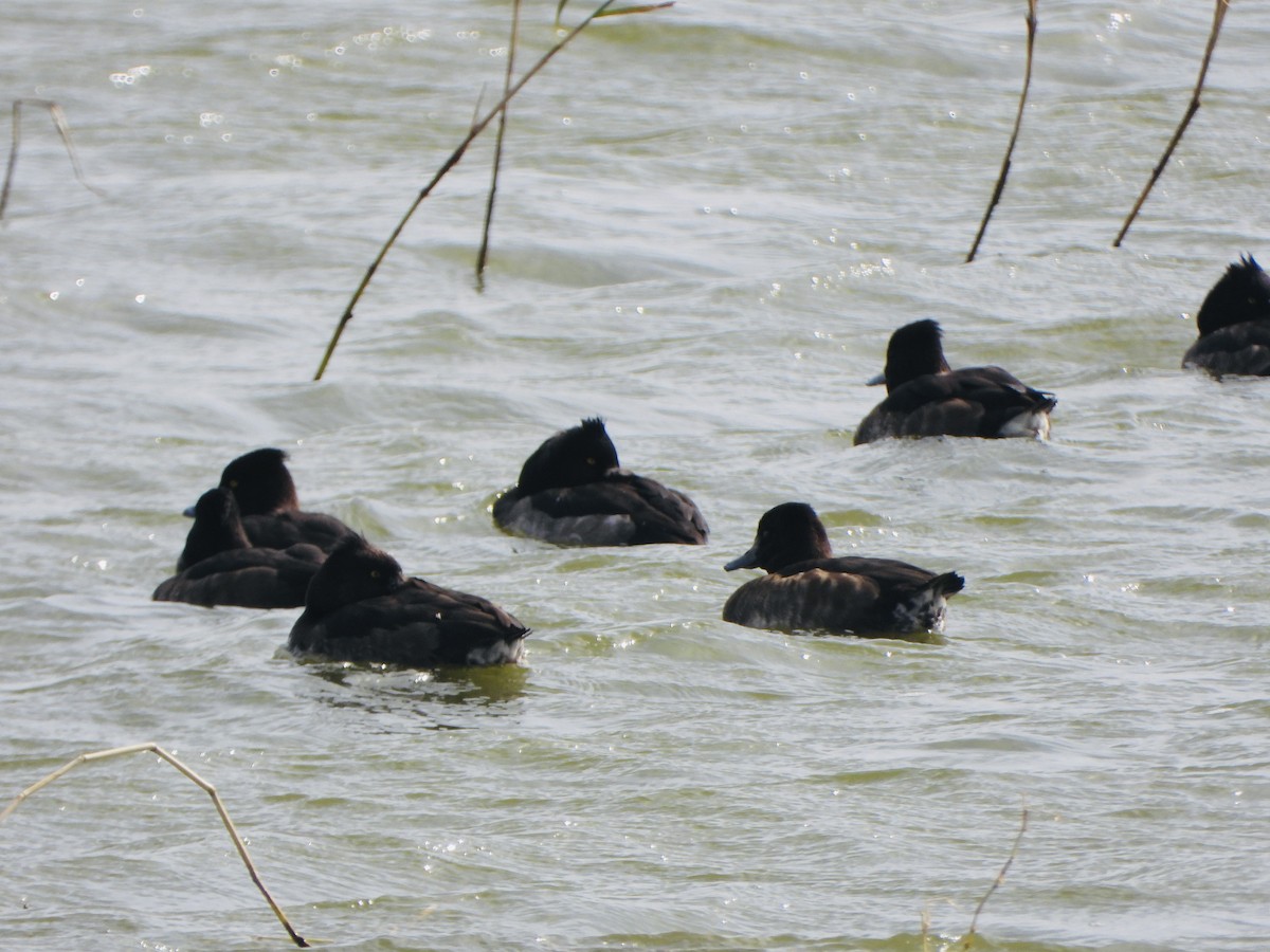 Tufted Duck - ML646047726