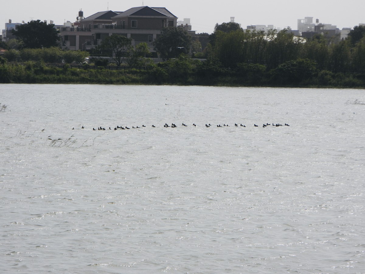 Tufted Duck - ML646047727