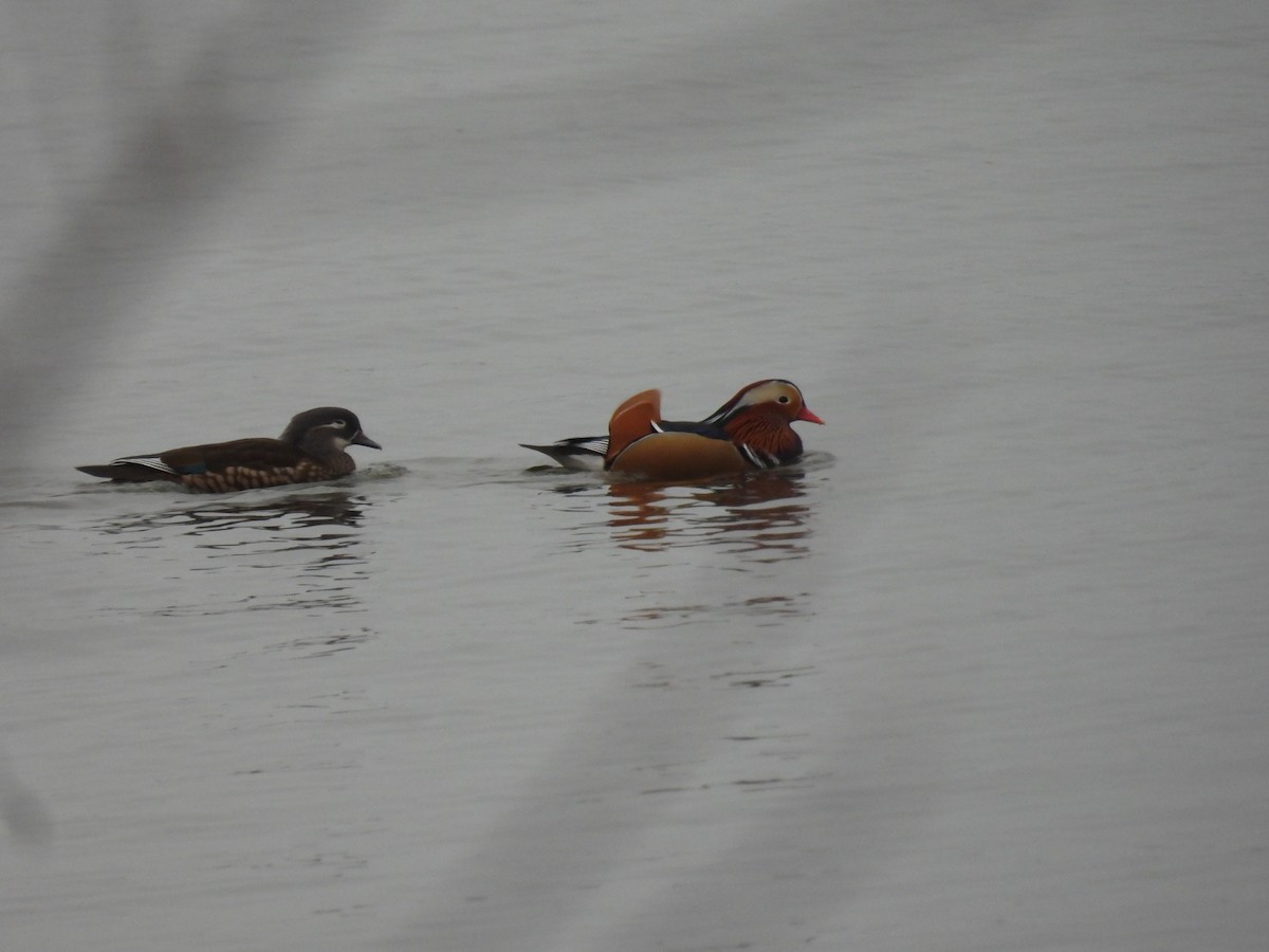 kachnička mandarínská - ML646047730