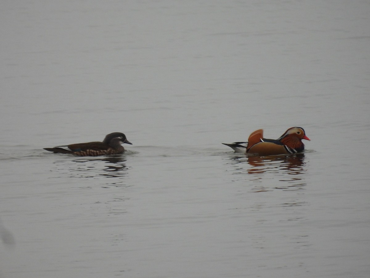 kachnička mandarínská - ML646047731