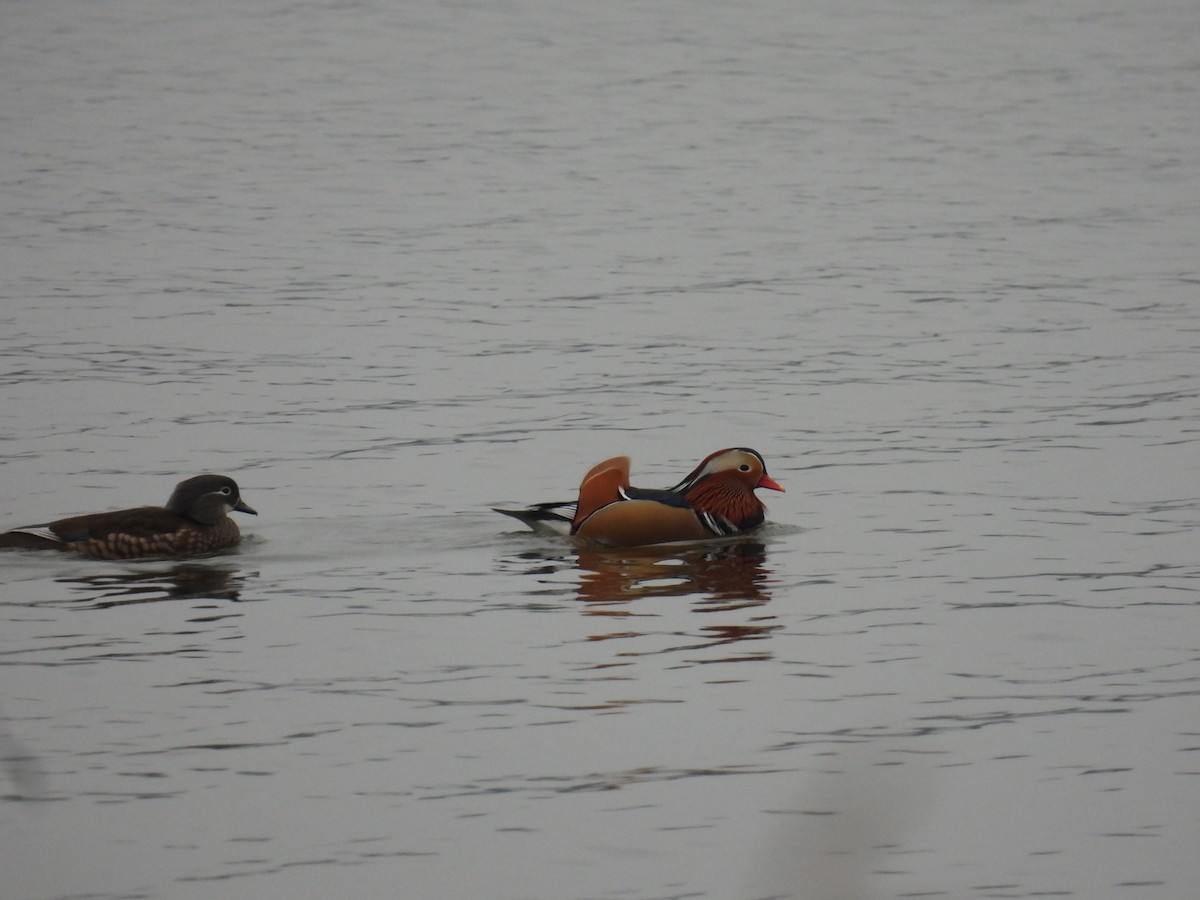 kachnička mandarínská - ML646047732