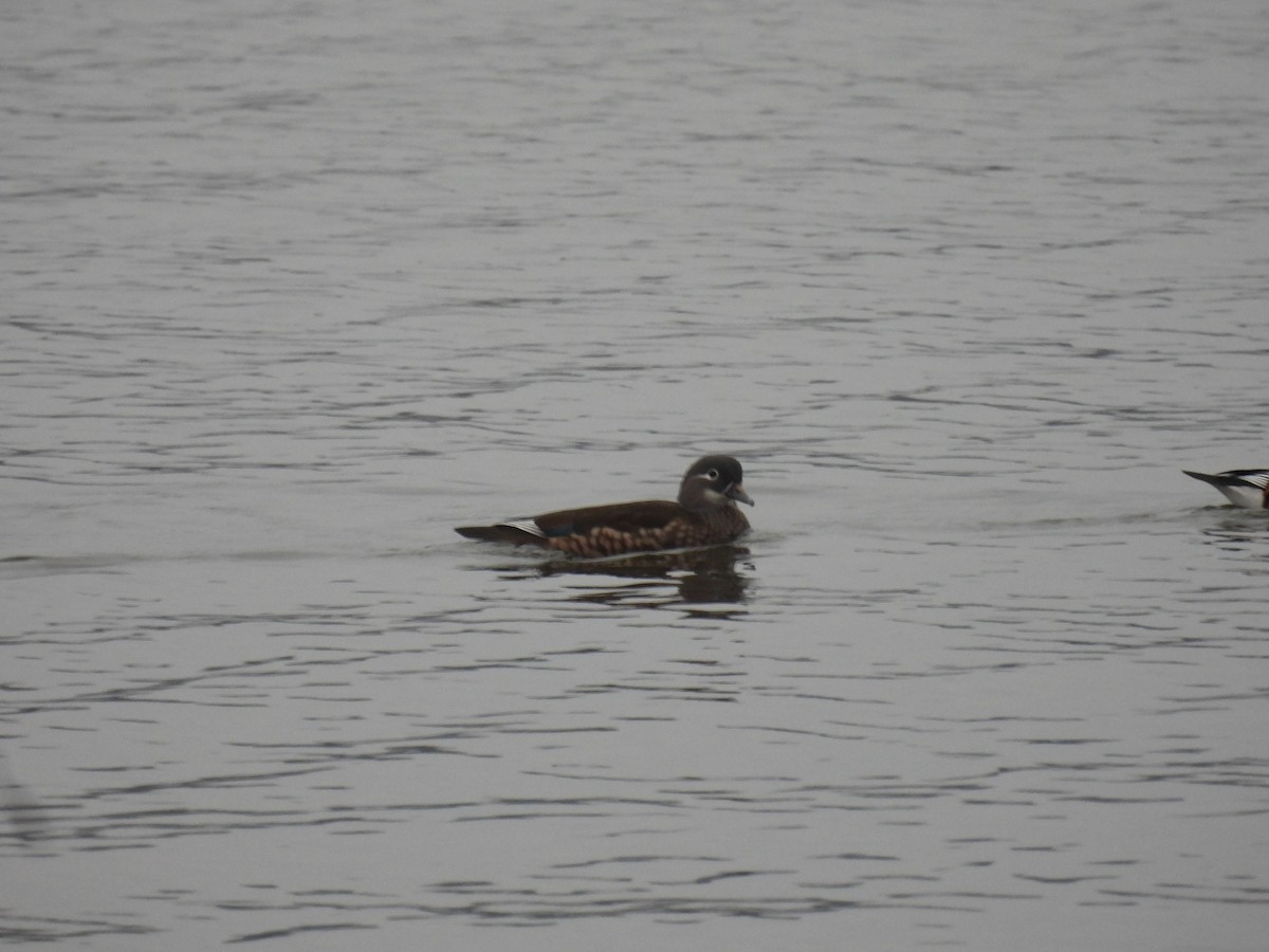 kachnička mandarínská - ML646047733