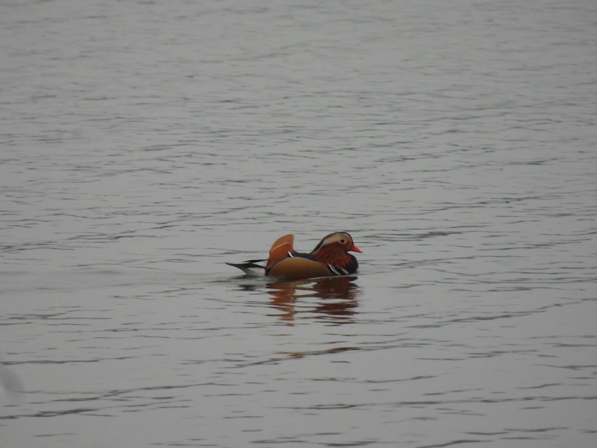 kachnička mandarínská - ML646047734