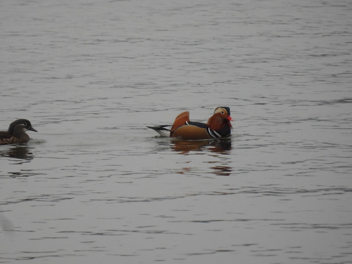 kachnička mandarínská - ML646047735