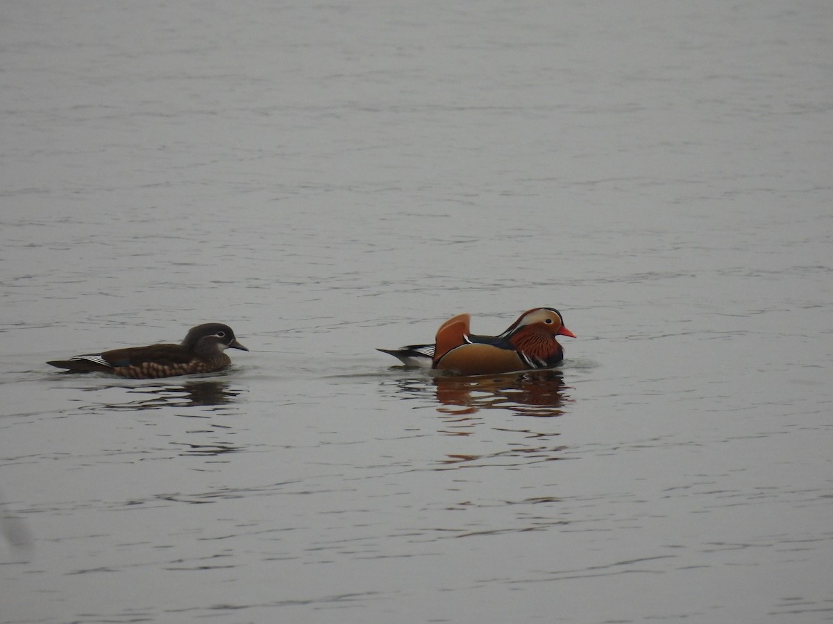 kachnička mandarínská - ML646047736