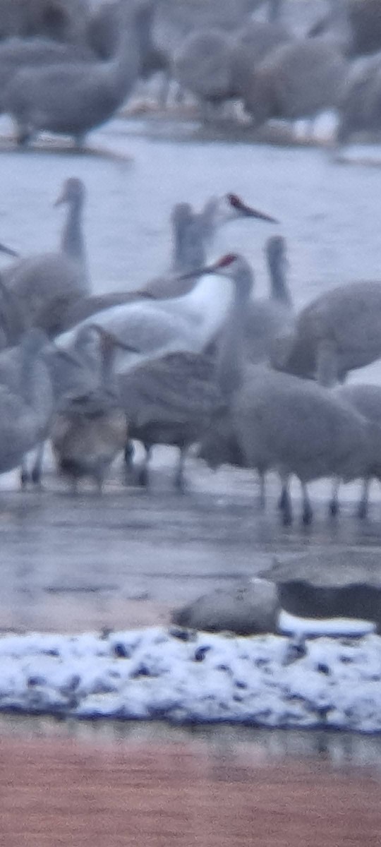 Sandhill x Whooping Crane (hybrid) - ML646047737