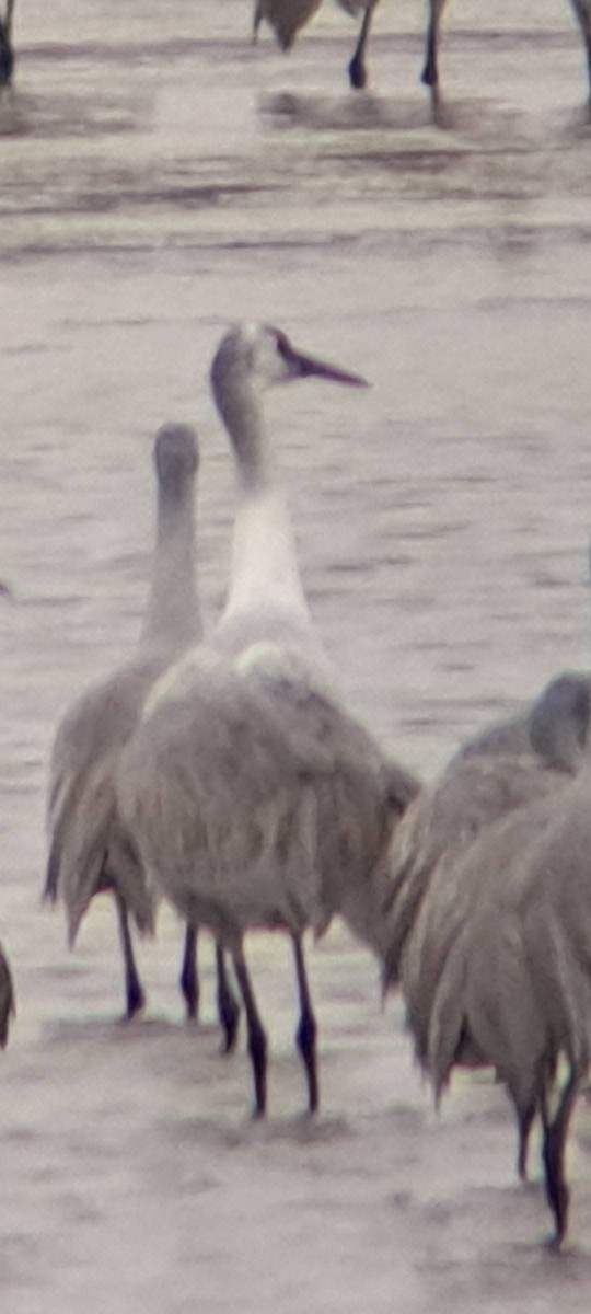 Sandhill x Whooping Crane (hybrid) - ML646047738