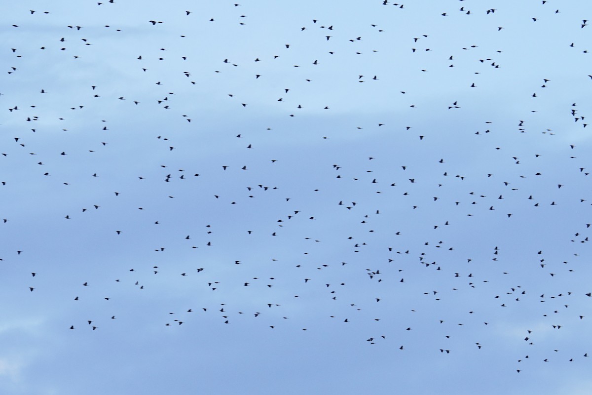 Common Grackle - ML646047745