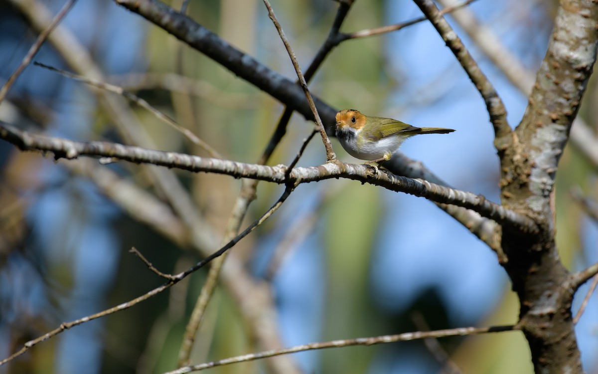 Улбар хацарт дууч шувуу - ML646047756