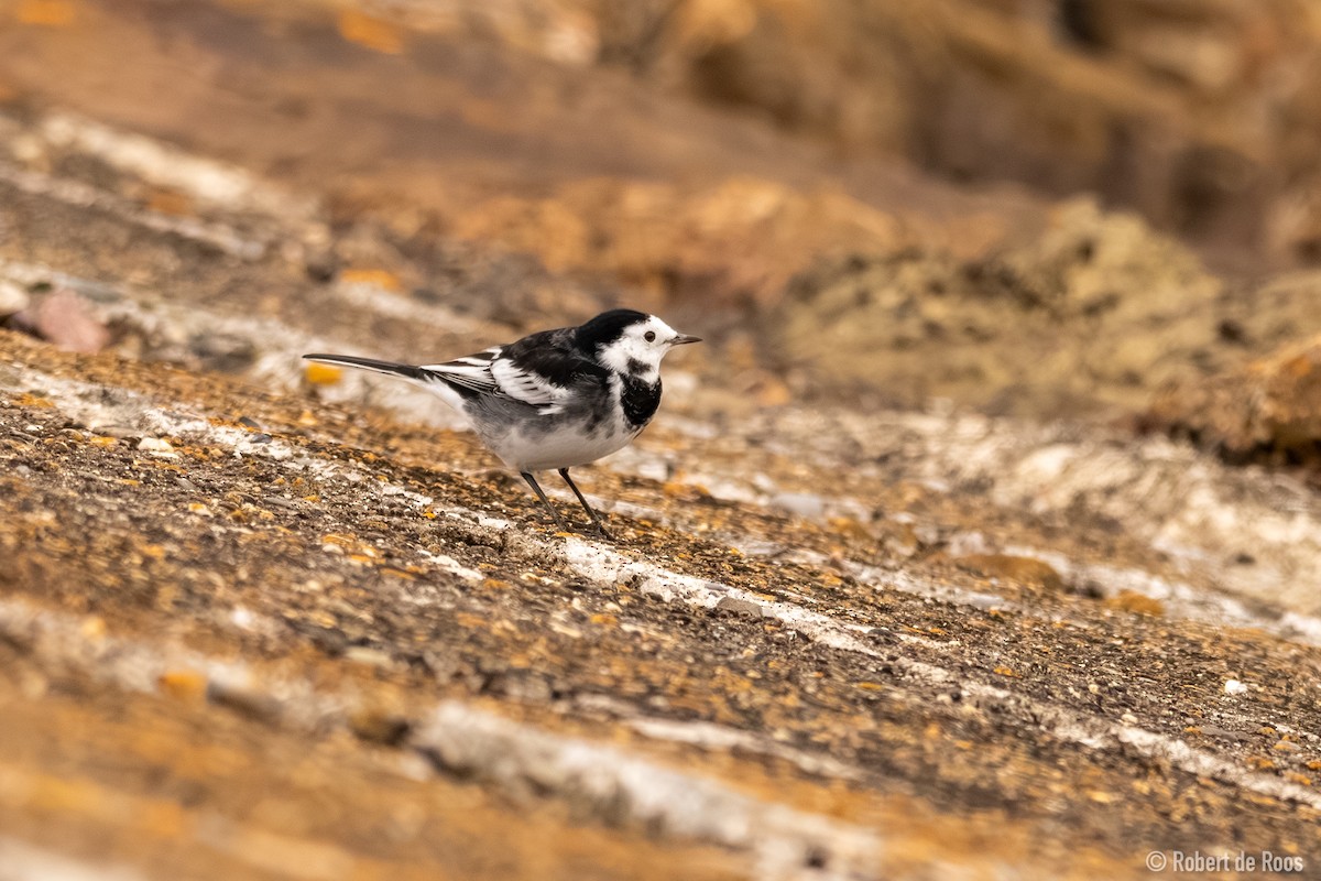 White Wagtail (British) - ML646047758