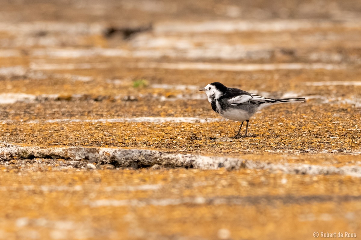 White Wagtail (British) - ML646047759