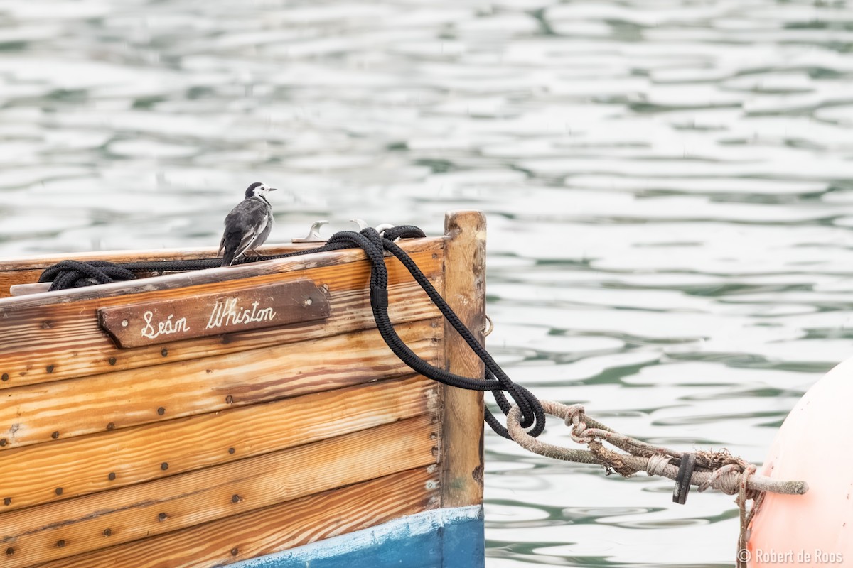 White Wagtail (British) - ML646047760