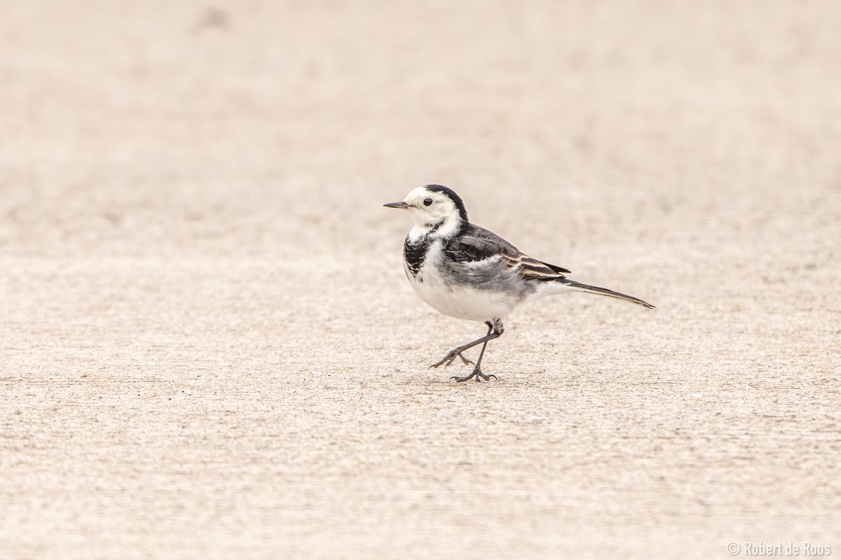 White Wagtail (British) - ML646047761