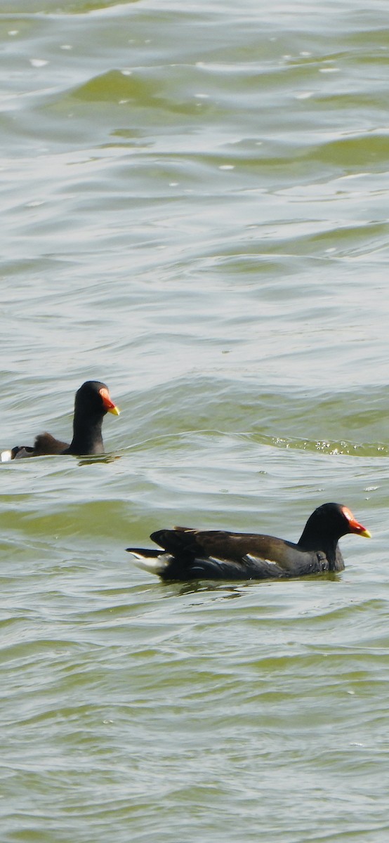 Eurasian Moorhen - ML646047762