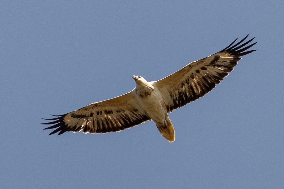 White-bellied Sea-Eagle - ML646047776