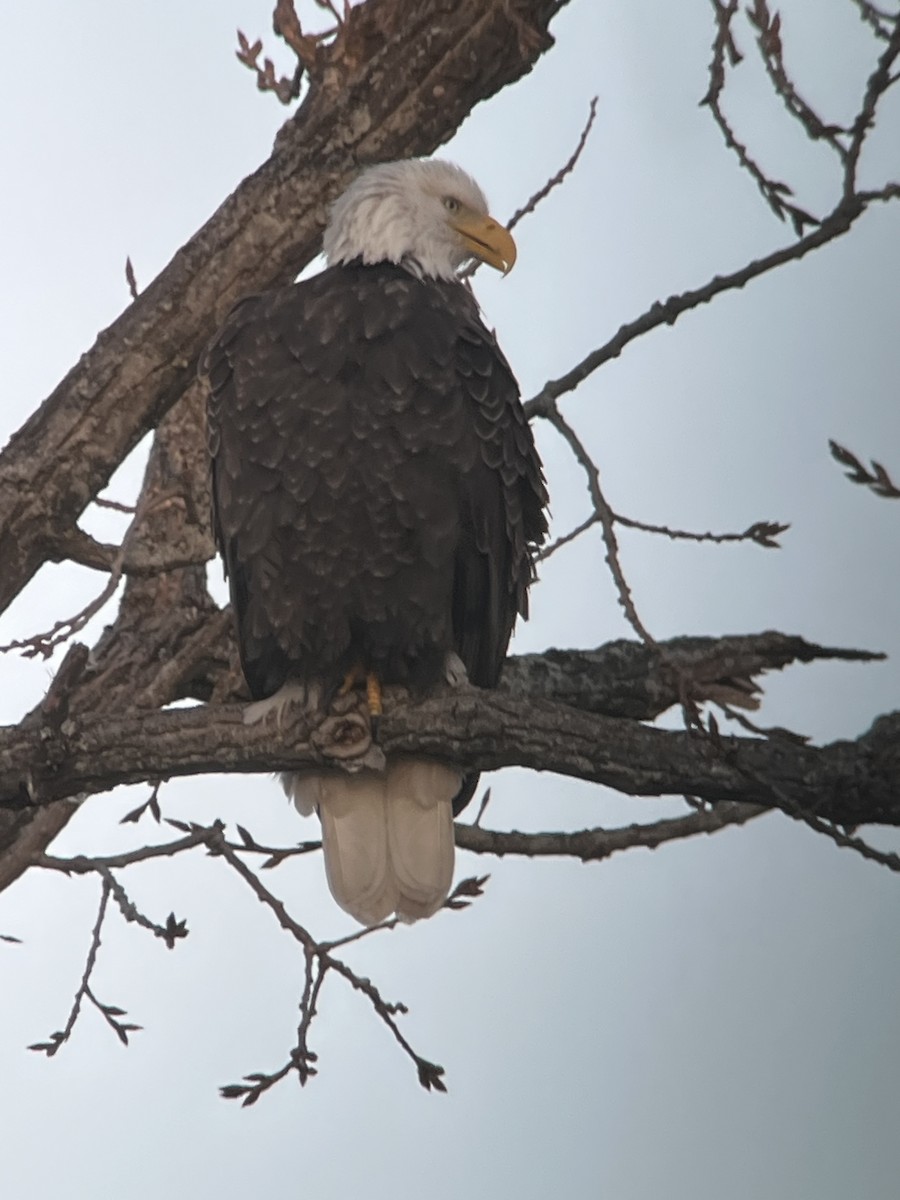 Bald Eagle - ML646047779