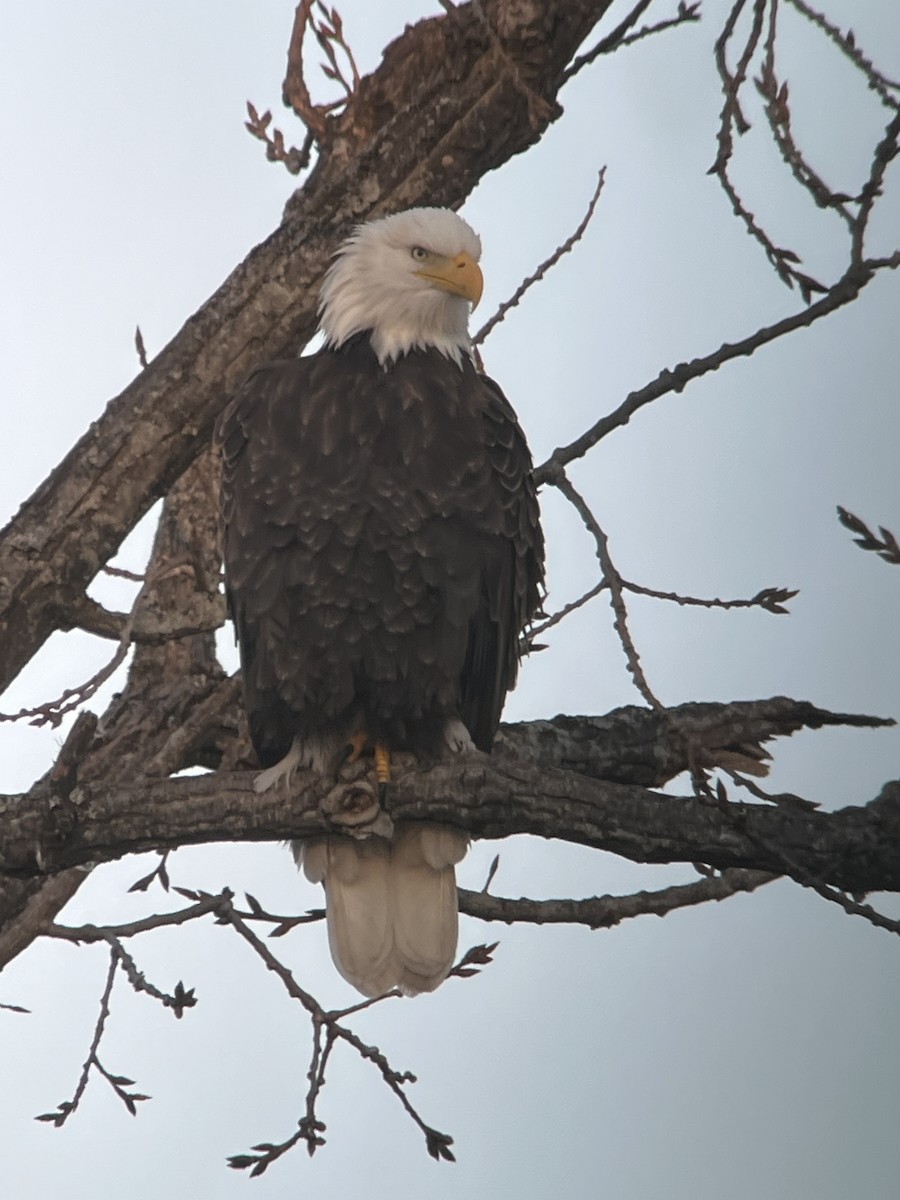 Bald Eagle - ML646047780