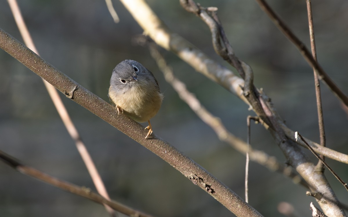 Morrison's Fulvetta - ML646047781