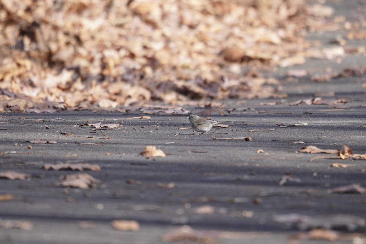 Dark-eyed Junco (Slate-colored) - ML646047783