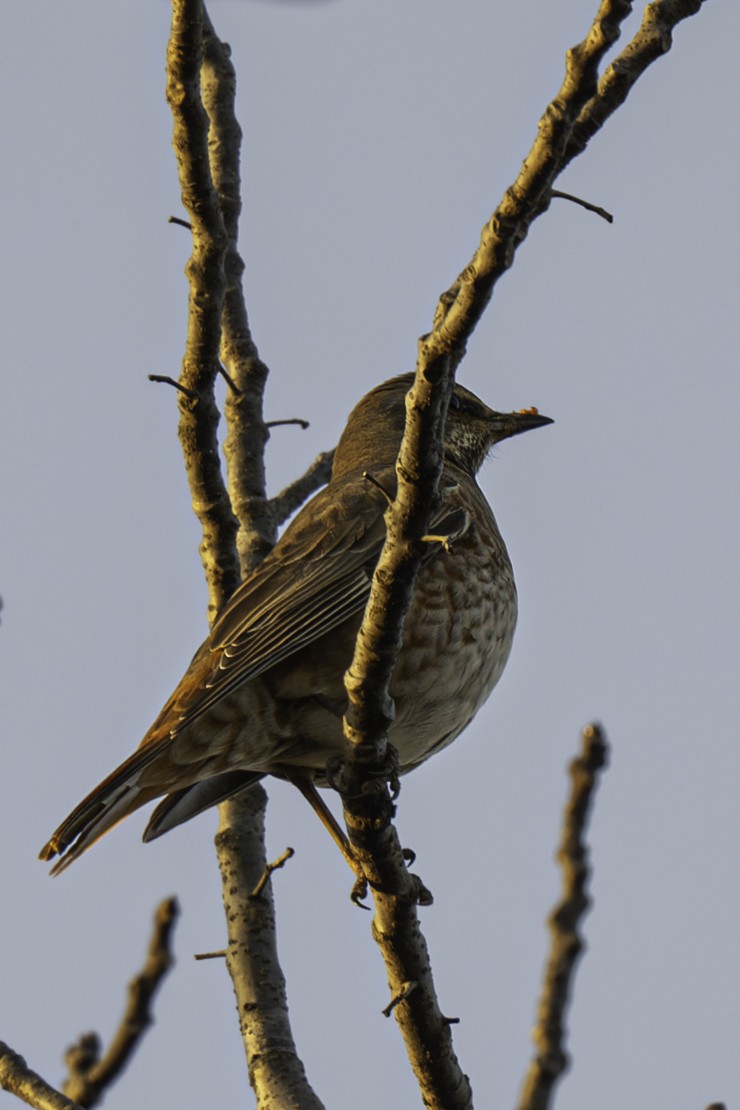 drozd rezavý - ML646047792