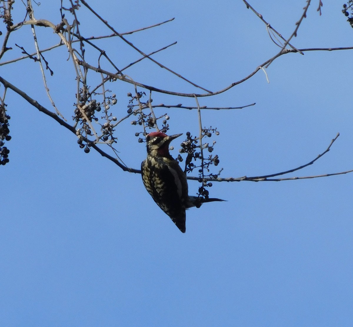 Yellow-bellied Sapsucker - ML646047800