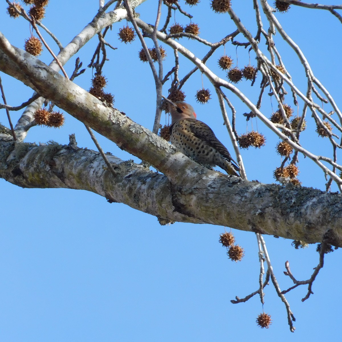 Northern Flicker - ML646047802