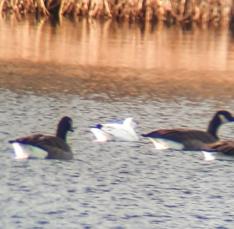 Ross's Goose - ML646047804