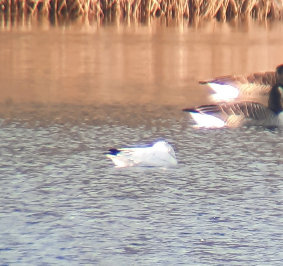 Ross's Goose - ML646047805