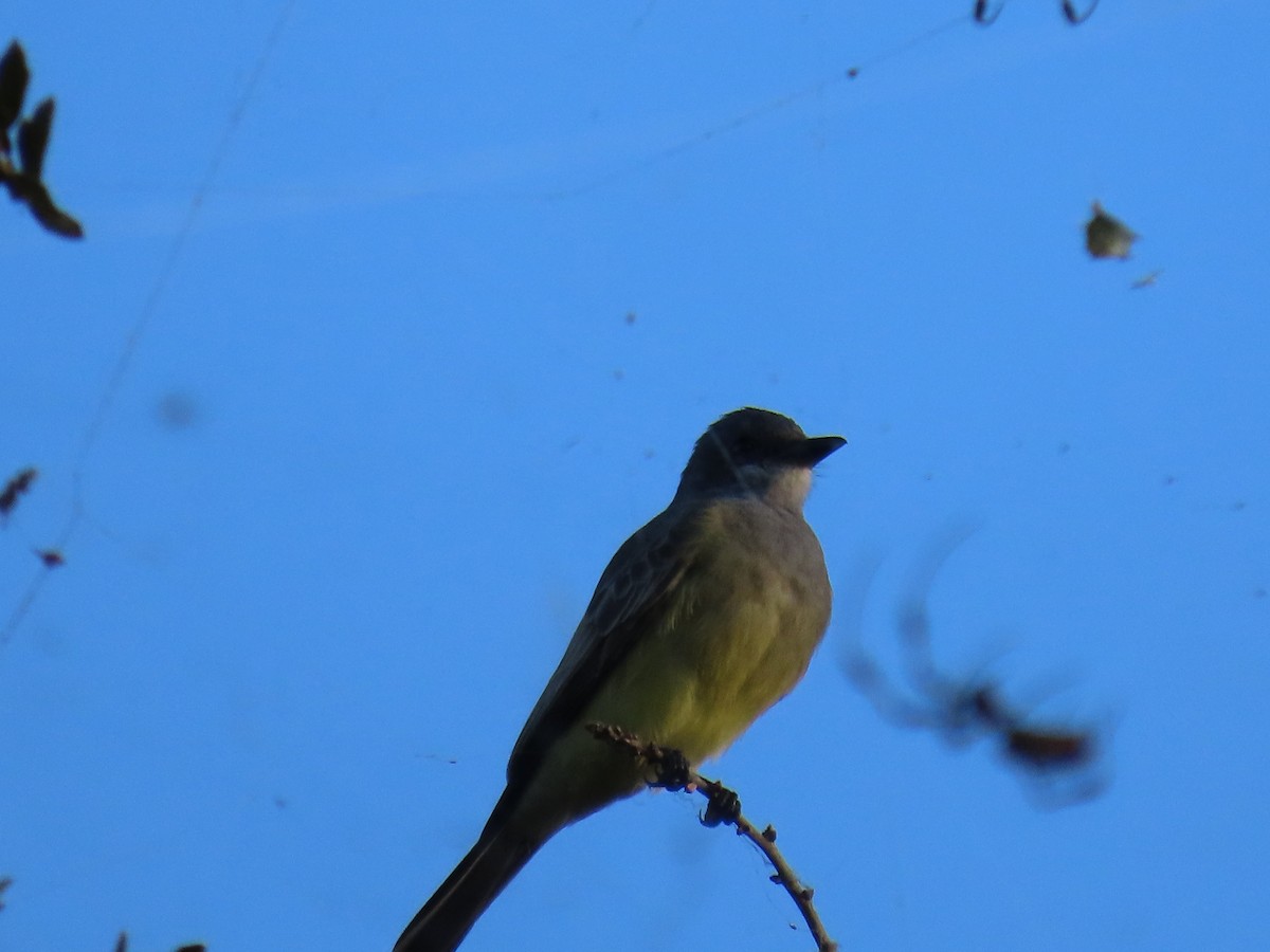 Cassin's Kingbird - ML646047807