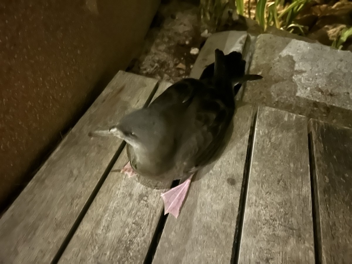 Wedge-tailed Shearwater - ML646047827