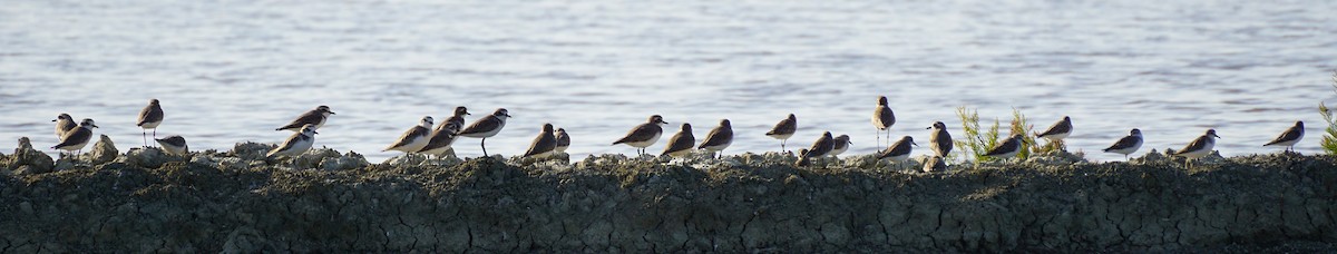 Tibet Cılıbıtı - ML646047828